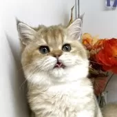 ブリティッシュショートヘア【岡山県・女の子・2025年6月5日・ブラックゴールデンシェーデッド】の写真6