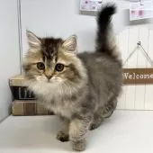 ブリティッシュショートヘア【岡山県・男の子・2025年1月6日・ブラウンティックドタビー】の写真13