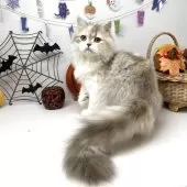 ブリティッシュショートヘア【岡山県・女の子・2025年5月24日・ダイリュートキャリコ】の写真12