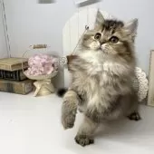 ブリティッシュショートヘア【岡山県・男の子・2025年1月6日・ブラウンティックドタビー】の写真15