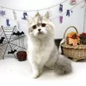 ブリティッシュショートヘア【岡山県・女の子・2025年5月24日・ダイリュートキャリコ】の写真11