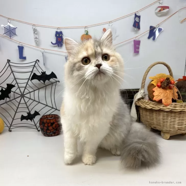 ブリティッシュショートヘア【岡山県・女の子・2025年5月24日・ダイリュートキャリコ】の写真1