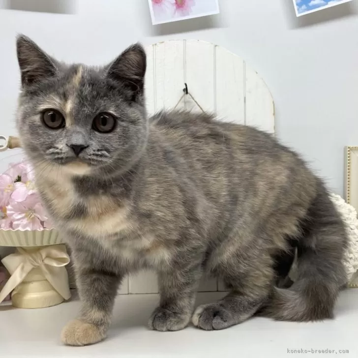 ID:2501-01819の子猫