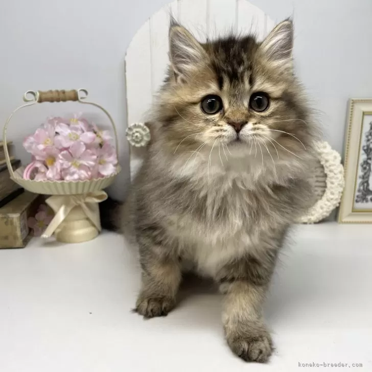 ID：2503-02890の子猫