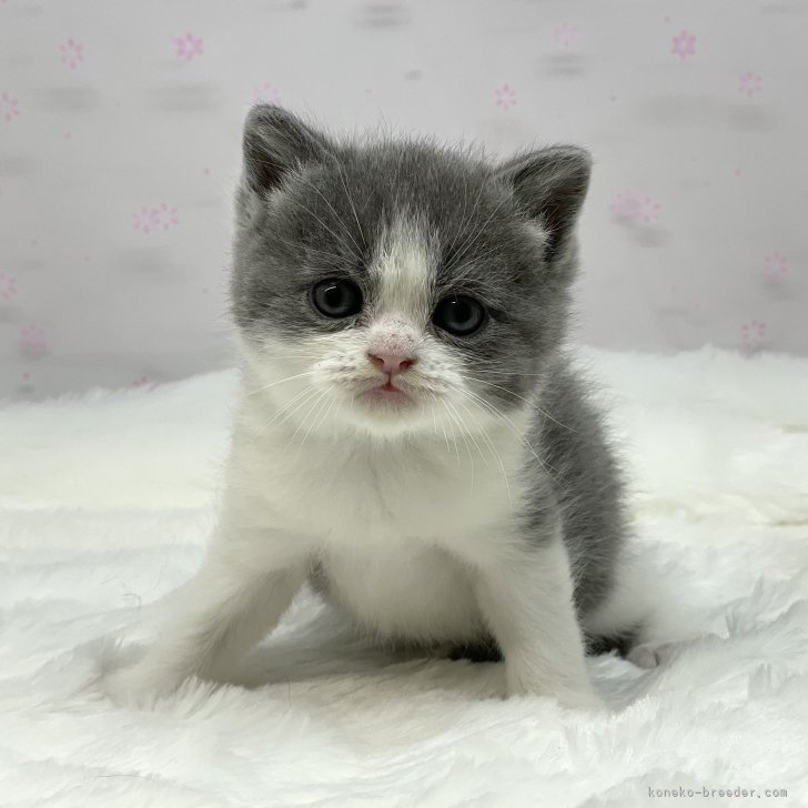 ブリティッシュショートヘア【岡山県・男の子・2024年12月8日