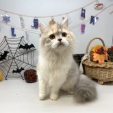 ブリティッシュショートヘア