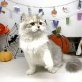 ブリティッシュショートヘア【岡山県・女の子・2025年5月24日・ダイリュートキャリコ】の写真2