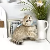 ブリティッシュショートヘア【岡山県・男の子・2025年4月4日・ブラックゴールデンスポッテッドタビー】の写真6