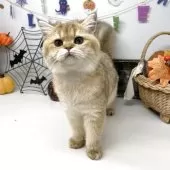 ブリティッシュショートヘア【岡山県・女の子・2025年6月5日・ブラックゴールデンシェーデッド】の写真4