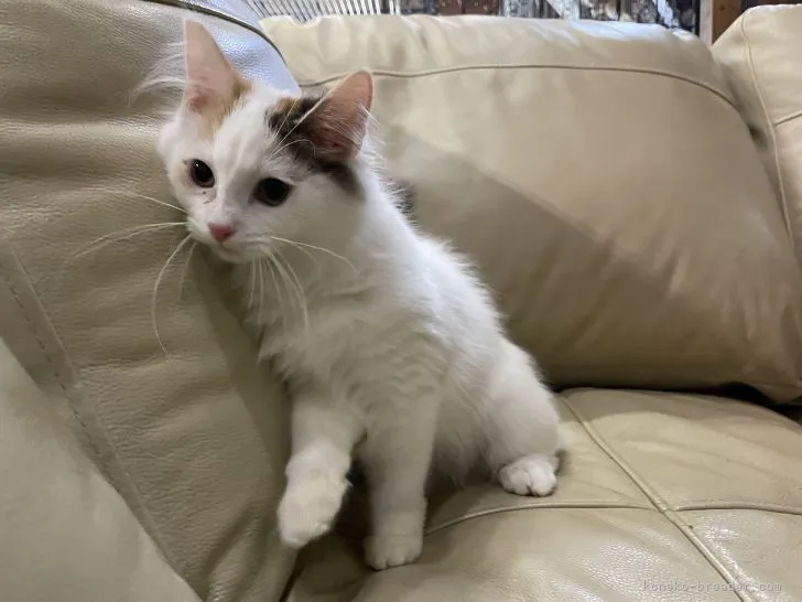 ID:2108-02285の子猫