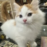 ノルウェージャンフォレストキャット