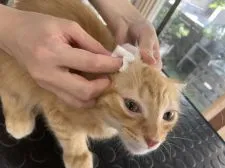 ノルウェージャンフォレストキャット【宮城県・男の子・2021年4月22日・レッドタビー&ホワイト】の写真3「お耳掃除はくすぐったいよ」