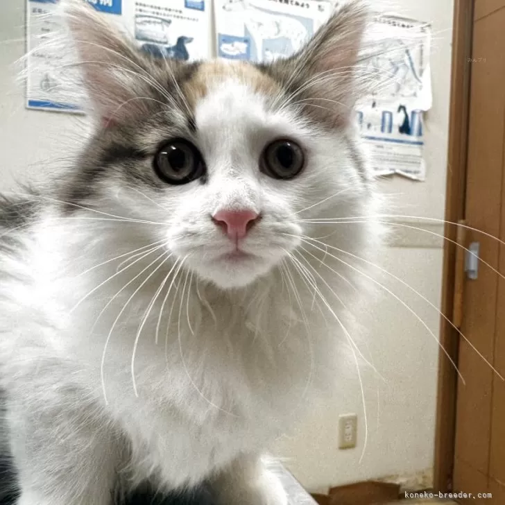 ノルウェージャンフォレストキャット【宮城県・女の子・2025年9月11日・キャリコ】の写真1