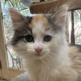 ノルウェージャンフォレストキャット