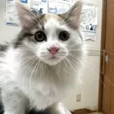 ノルウェージャンフォレストキャット