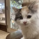 ノルウェージャンフォレストキャット【宮城県・女の子・2025年9月11日・キャリコ】の写真4