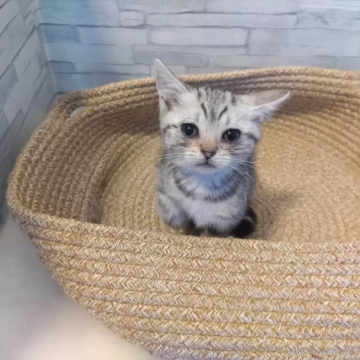 ID：2312-02757の子猫