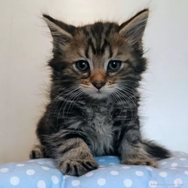 ID：2408-02391の子猫