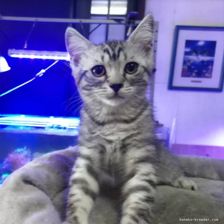 ID:2408-02124の子猫