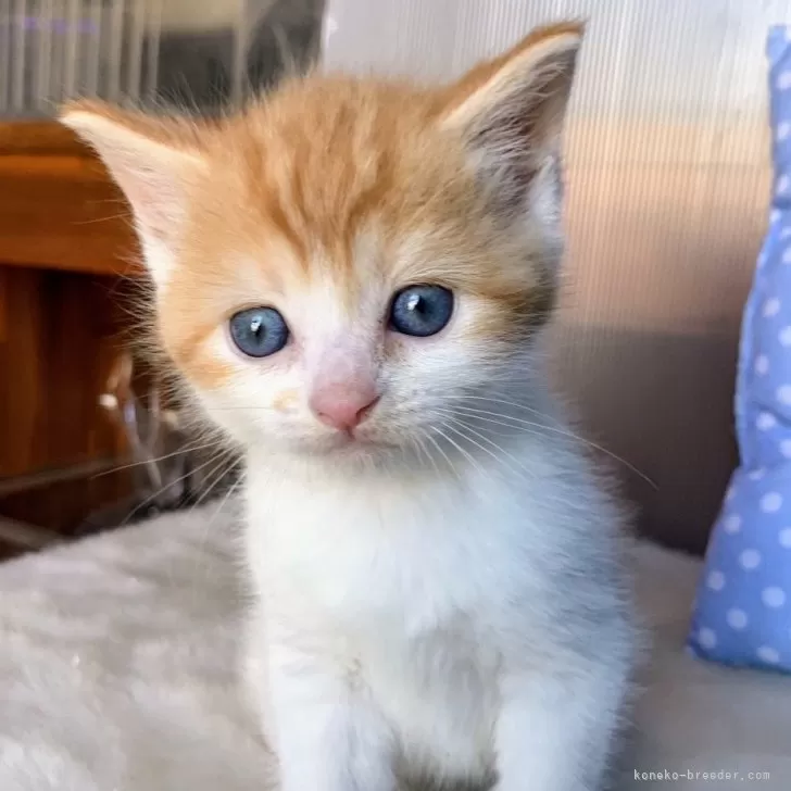 ID:2412-00762の子猫