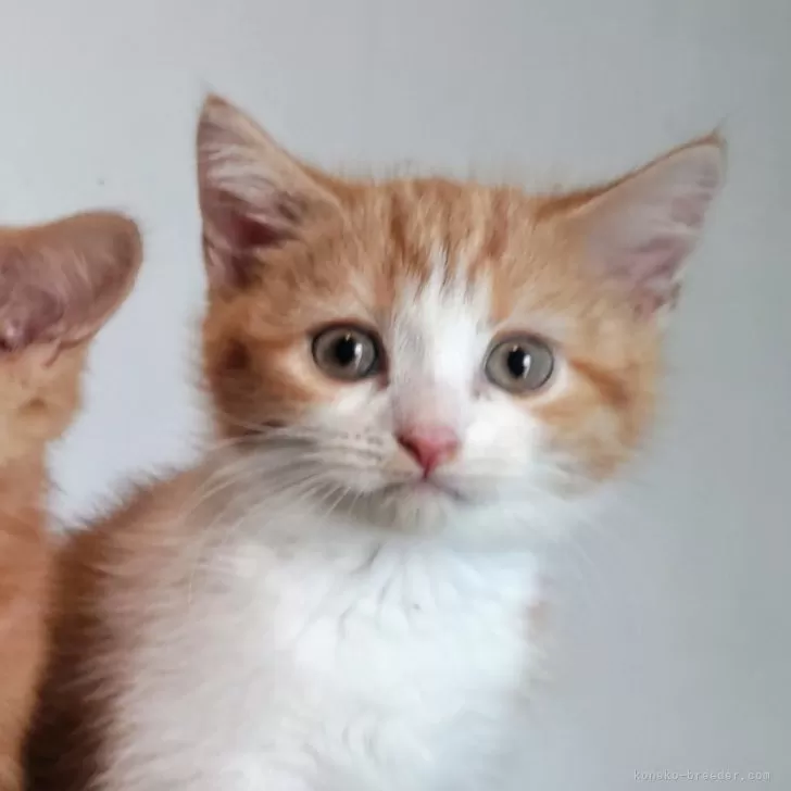 ID：2406-00730の子猫