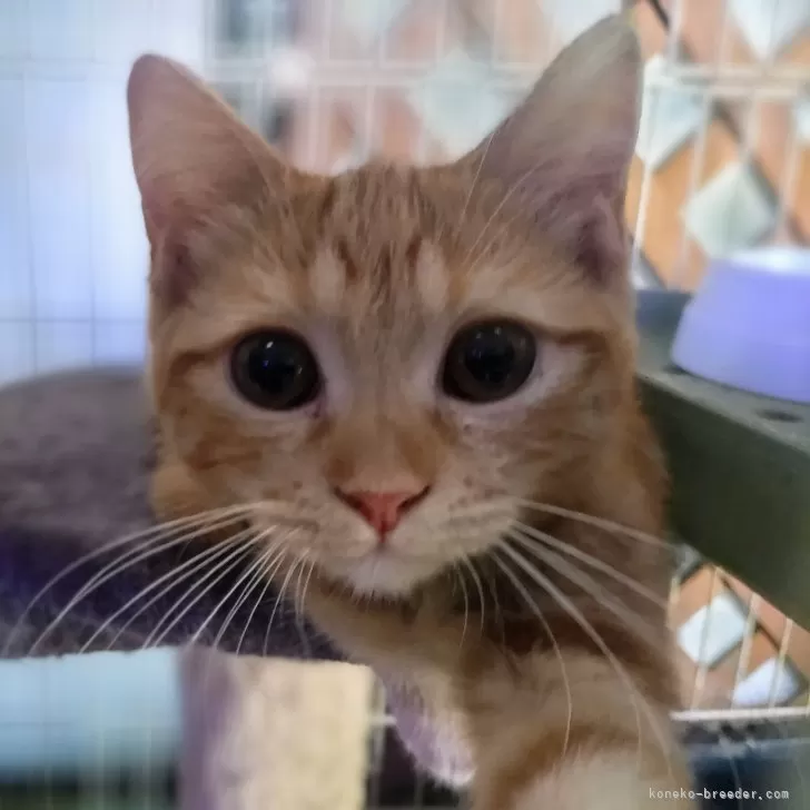 ID:2406-00524の子猫