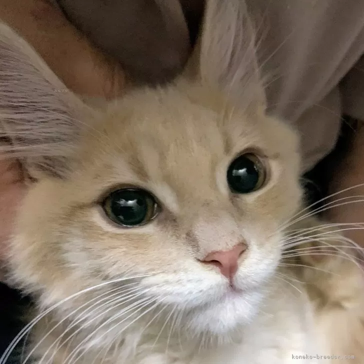ID：2411-02912の子猫