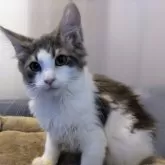 メインクーン【福岡県・女の子・2024年9月3日・ブルー&ホワイト】の写真1