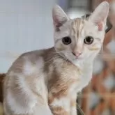 アメリカンショートヘア【福岡県・男の子・2024年4月23日・クリームタビー】の写真1