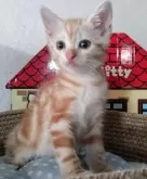 アメリカンショートヘア【福岡県・男の子・2024年4月23日・クリームタビー】の写真2