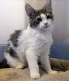 メインクーン【福岡県・女の子・2024年9月3日・ブルー&ホワイト】の写真2