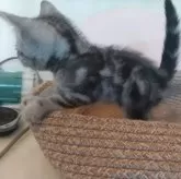 アメリカンショートヘア【福岡県・女の子・2023年11月26日・シルバータビー】の写真3