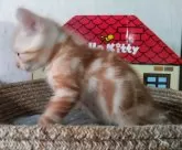 アメリカンショートヘア【福岡県・男の子・2024年4月23日・クリームタビー】の写真3