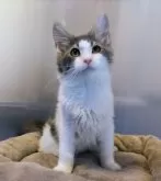 メインクーン【福岡県・女の子・2024年9月3日・ブルー&ホワイト】の写真3