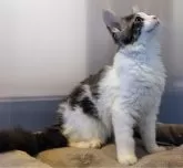 メインクーン【福岡県・女の子・2024年9月3日・ブルー&ホワイト】の写真4