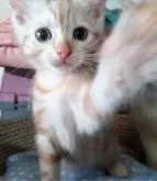 アメリカンショートヘア【福岡県・男の子・2024年4月23日・クリームタビー】の写真4