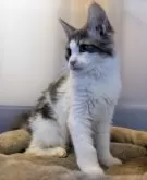 メインクーン【福岡県・女の子・2024年9月3日・ブルー&ホワイト】の写真5