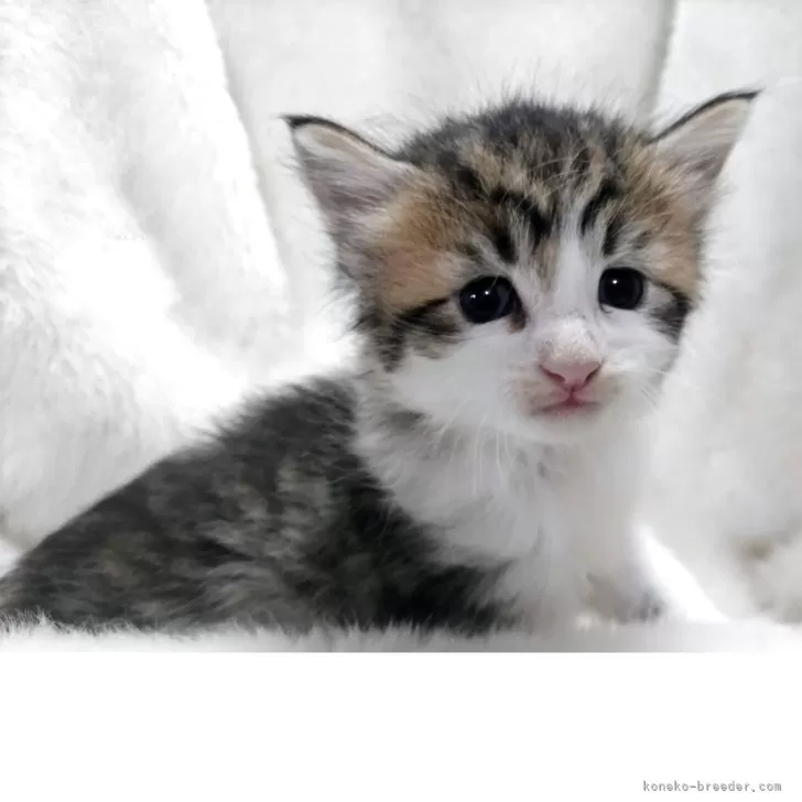 ID：2506-02457の子猫