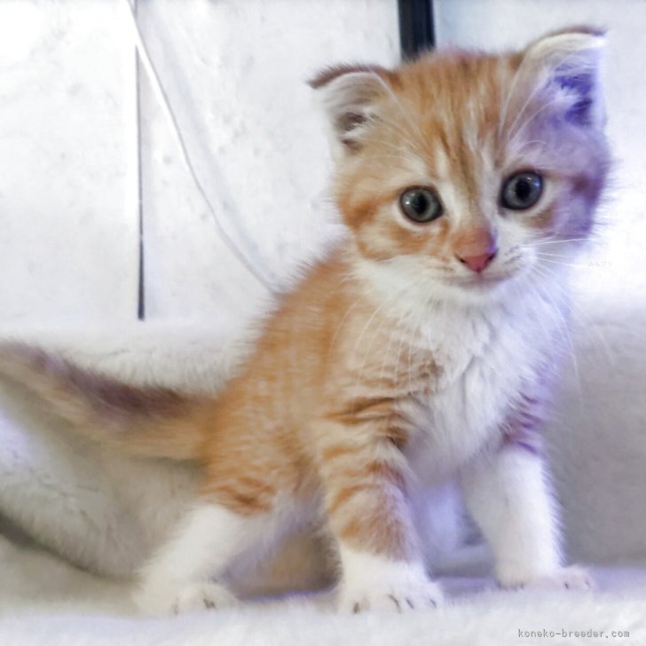 つむ 様のお迎えした子猫