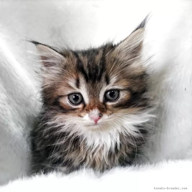 ID：2506-01445の子猫