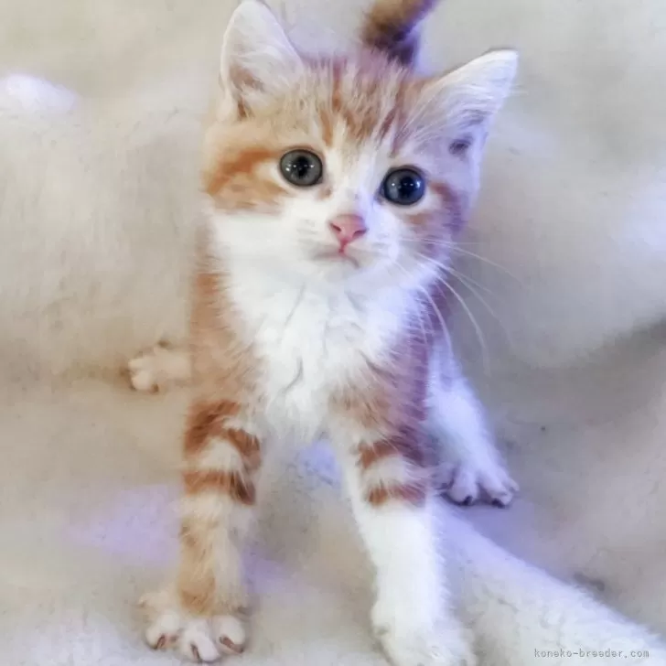 つむ 様のお迎えした子猫