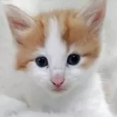 メインクーン