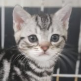 アメリカンショートヘア