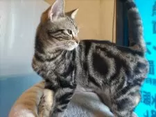 アメリカンショートヘア【福岡県・男の子・2024年7月17日・ブラウンタビー】の写真2