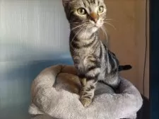 アメリカンショートヘア【福岡県・男の子・2024年7月17日・ブラウンタビー】の写真5