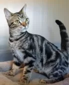 アメリカンショートヘア【福岡県・男の子・2024年7月17日・ブラウンタビー】の写真6