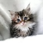 メインクーン【福岡県・女の子・2025年5月1日・ブラウンタビー&ホワイト】の写真4