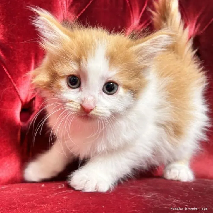 ID:2301-00712の子猫