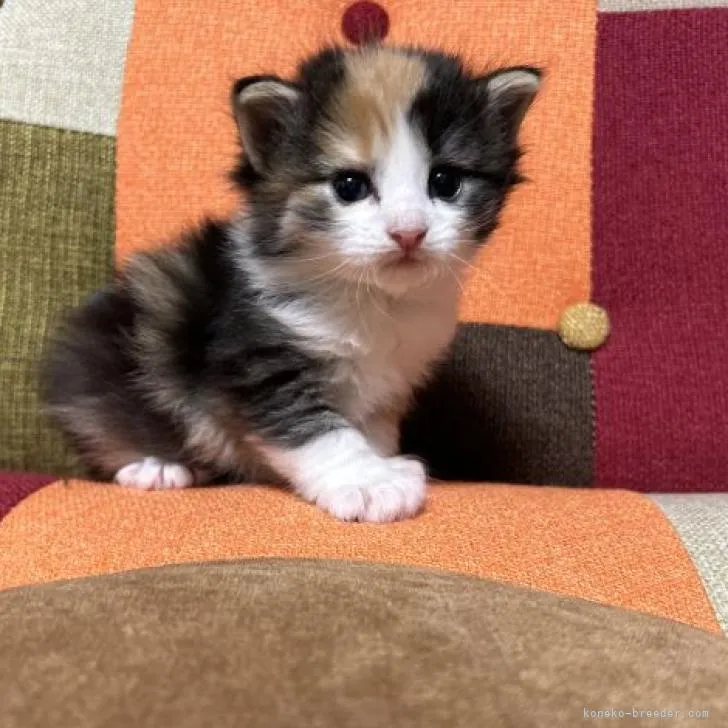 ID:2301-01343の子猫