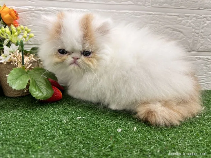 ID:2301-00488の子猫